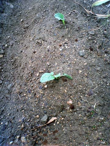 ガーデニング：実家の家庭菜園に植えたブロッコリーの苗