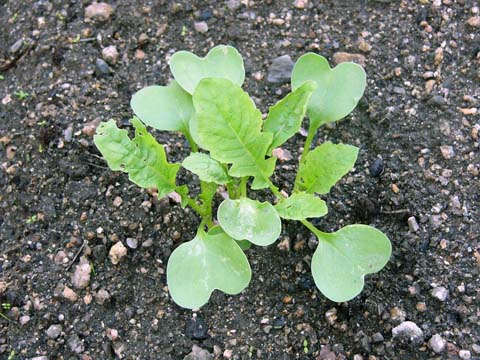 ガーデニング：実家の家庭菜園に植えた大根の苗の成長