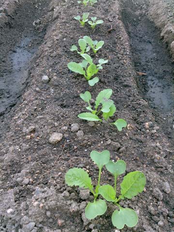 ガーデニング：家庭菜園に植えた大根が本葉２枚になり２回目の間引きをしました