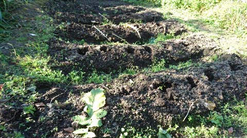 家庭菜園：大根を抜いた後の畑はなんとなく寂しい感じ