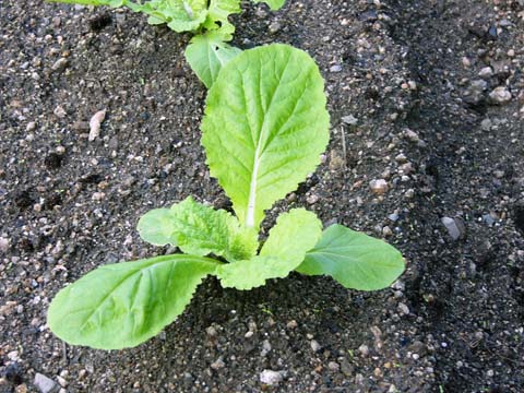 ガーデニング：実家の家庭菜園に植えた白菜の苗の成長