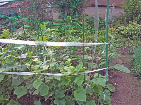 ガーデニング：実家家庭菜園のキュウリにネットを張りました（撮影はソニー・エリクソンのスマートフォンXperia）