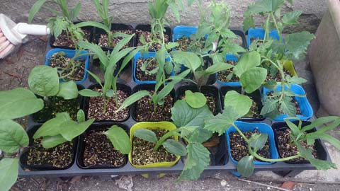 今年植える予定位のトマト、トウモロコシ、キュウリ、なすの苗