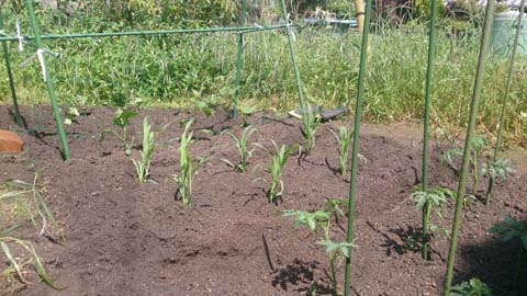 家庭菜園を耕しトマト、トウモロコシ、キュウリ、なすを植えました