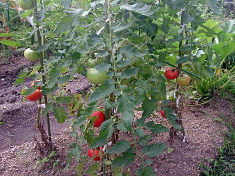 ガーデニング：家庭菜園のトマトが段々色づきてきました